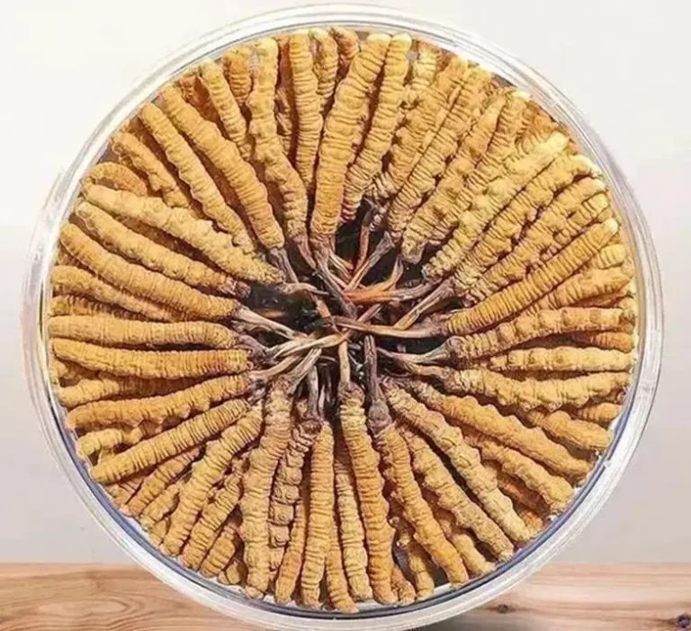 Dried Cordyceps militaris on a plate