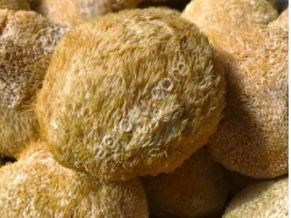 Dried lion's mane fruiting bodies